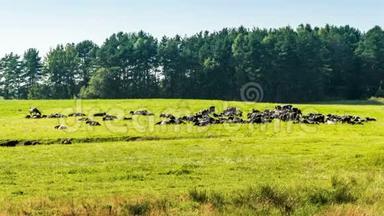 一群牛在草地上靠近森林<strong>时间的流逝</strong>